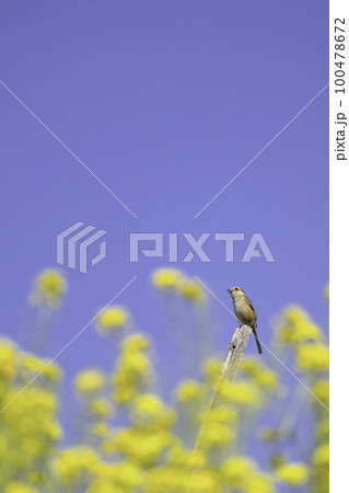 菜の花と青空と小鳥 100478672