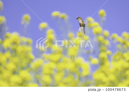 菜の花と青空と小鳥 100478673