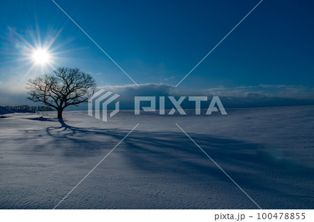 北海道の雪原の樹形 北海道の雪原の樹形 100478855