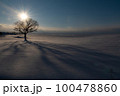 北海道の雪原の樹形 100478860