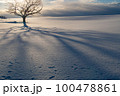 北海道の雪原の樹形 100478861