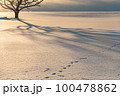 北海道の雪原の樹形 100478862
