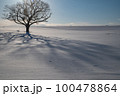 北海道の雪原の樹形 100478864