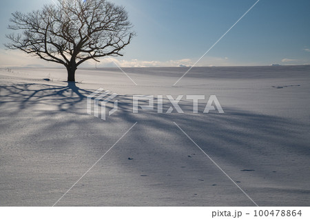 北海道の雪原の樹形 北海道の雪原の樹形 100478864
