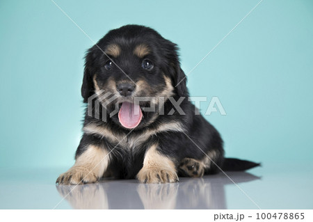 Pet, Cute puppy dog, animals concept Pet, Cute puppy dog, animals concept 100478865