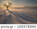 北海道の雪原の夕暮れの樹形 100478866