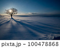 北海道の雪原の太陽と樹形 100478868