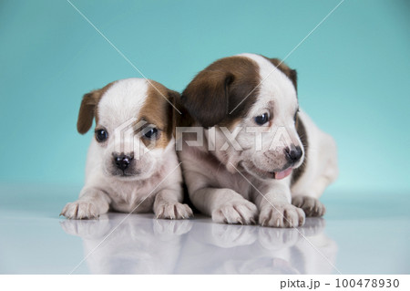 Two little dogs, puppy, animals concept Two little dogs, puppy, animals concept 100478930