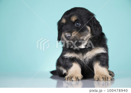 Pet, Cute puppy dog, animals concept Pet, Cute puppy dog, animals concept 100478940