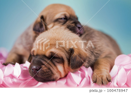 Dogs on a sleeps on a blanket 100478947