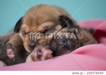 A beautiful little dog sleeps on a pink blanket 100478949