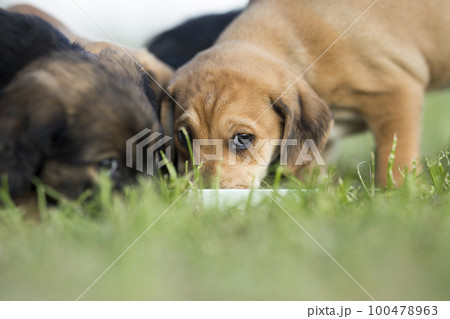Little dog on the grass 100478963