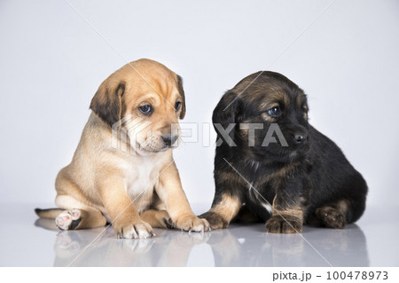 Two dogs  on a white background 100478973