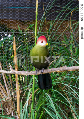 Green and red exotic bird red crested turaco sits on a branch 100479026