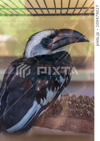 Exotic bird chick Tockus deckeni or Von der Decken's hornbill with large beak, fed in nursery 100479027