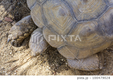 Giant centrochelys sulcata, geochelone sulcata turtle close up view above 100479028