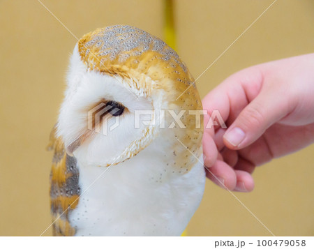 メンフクロウとふれあい メンフクロウとふれあい 100479058
