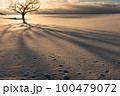 北海道の雪原の樹形 100479072