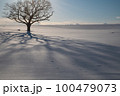 北海道の雪原の樹形 100479073