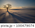 北海道の雪原の夕暮れ一本木の樹形 100479074
