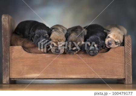The dogs sleep on a wooden bed The dogs sleep on a wooden bed 100479177