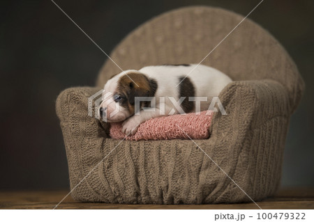 Cute puppy dog sleeping in its bed 100479322