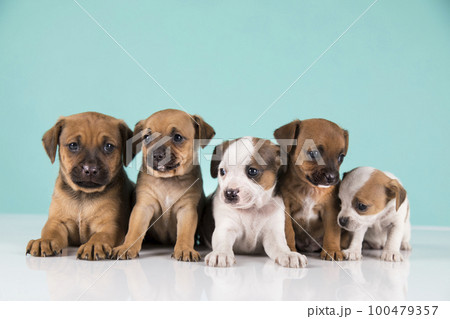 Two little dogs, puppy, animals concept Two little dogs, puppy, animals concept 100479357