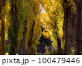 北海道前田公園秋のポプラ並木のトンネル 100479446