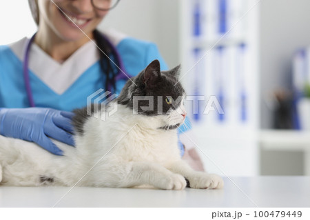 Closeup of veterinarian examining cute beautiful cat Closeup of veterinarian examining cute beautiful cat 100479449