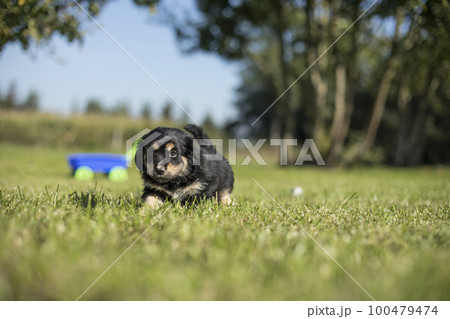 A small dog on the grass background A small dog on the grass background 100479474