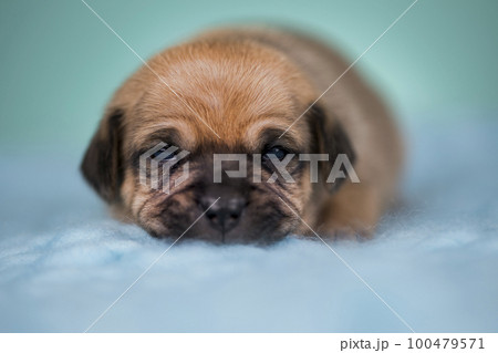 Little dog sleeps on a blanket Little dog sleeps on a blanket 100479571