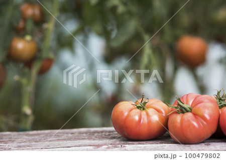 Vegetables, tomatoes on wooden desk 100479802