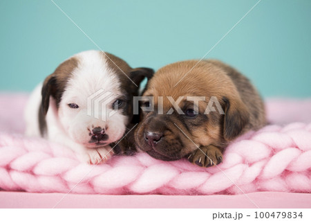 Dogs on a sleeps on a blanket Dogs on a sleeps on a blanket 100479834