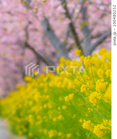 【神奈川県】三浦の河津桜と菜の花・春風景・2月 ※自然風景 【神奈川県】三浦の河津桜と菜の花・春風景・2月 ※自然風景 100480252