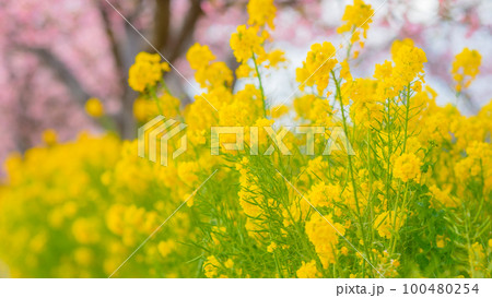 【神奈川県】三浦の河津桜と菜の花・春風景・2月 ※自然風景 【神奈川県】三浦の河津桜と菜の花・春風景・2月 ※自然風景 100480254
