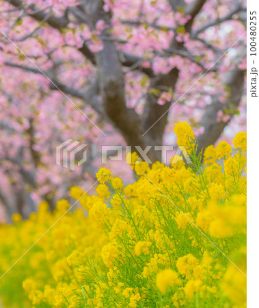 【神奈川県】三浦の河津桜と菜の花・春風景・2月　※自然風景 100480255
