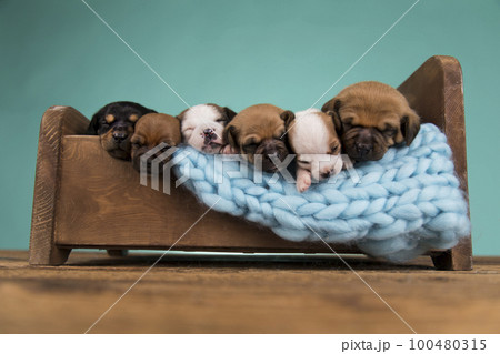 The dogs sleep on a wooden bed 100480315