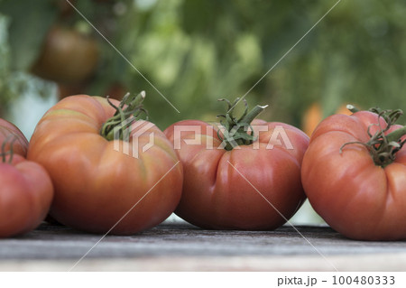 Red Tomatoes in a Greenhouse, organic food 100480333