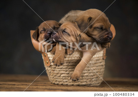 Dogs in a wicker basket 100480334