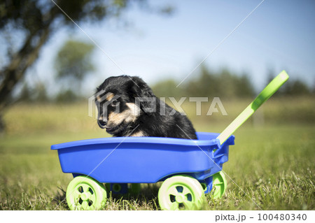 Beautiful little puppies in a toy wagon on the grass Beautiful little puppies in a toy wagon on the grass 100480340