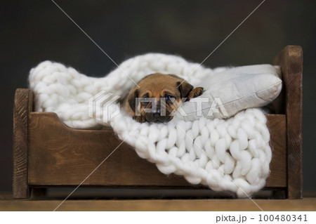 Dog sleep on a small wooden bed Dog sleep on a small wooden bed 100480341