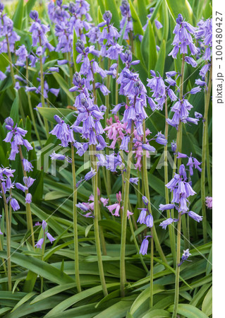 茎が直立するシラー・カンパニュラータ/春の花 茎が直立するシラー・カンパニュラータ/春の花 100480427