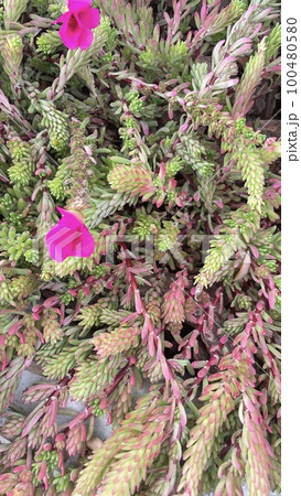 green needles of succulents, forest texture top view green needles of succulents, forest texture top view 100480580
