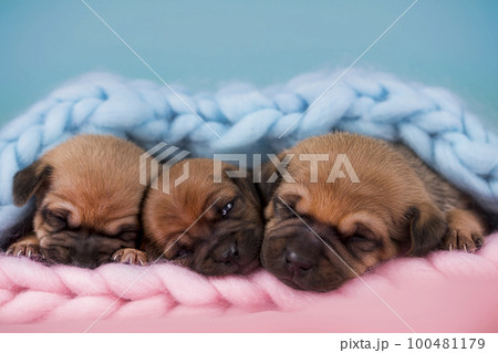 Pet, dog puppy, sleeps on a blanket 100481179