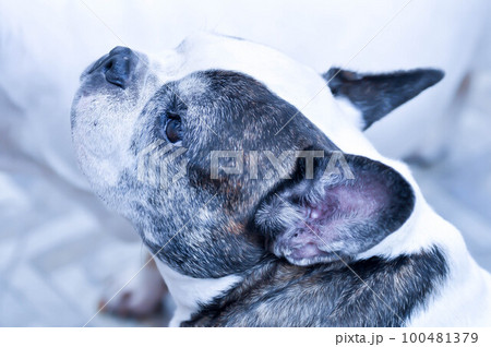 dog or French bulldog or old dog dog or French bulldog or old dog 100481379