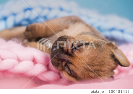 A beautiful little dog sleeps on a blanket A beautiful little dog sleeps on a blanket 100481415