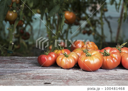 Red Tomatoes in a Greenhouse, organic food Red Tomatoes in a Greenhouse, organic food 100481468
