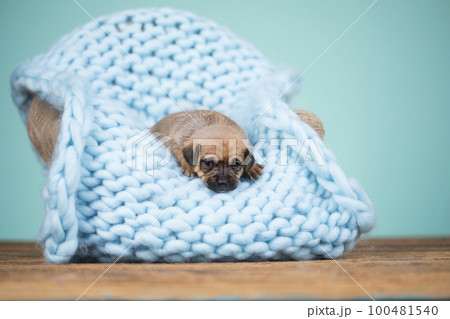 Little cute puppies are sleeping on a blanket 100481540