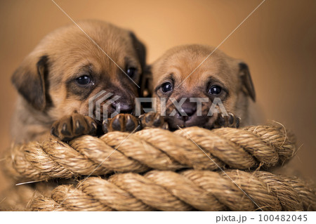 Little dog on a sailing rope 100482045