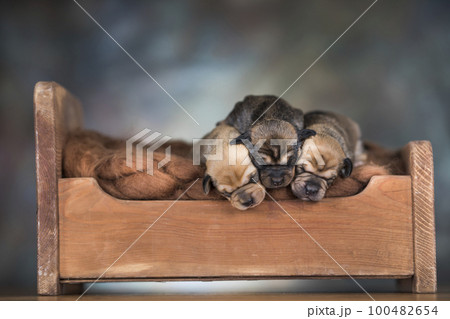Dogs sleep on a small wooden bed Dogs sleep on a small wooden bed 100482654